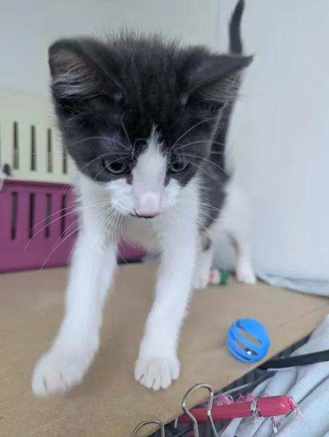 Enlarge Freddie, a Adopted Domestic Short Hair in Brooks, AB image 3/5