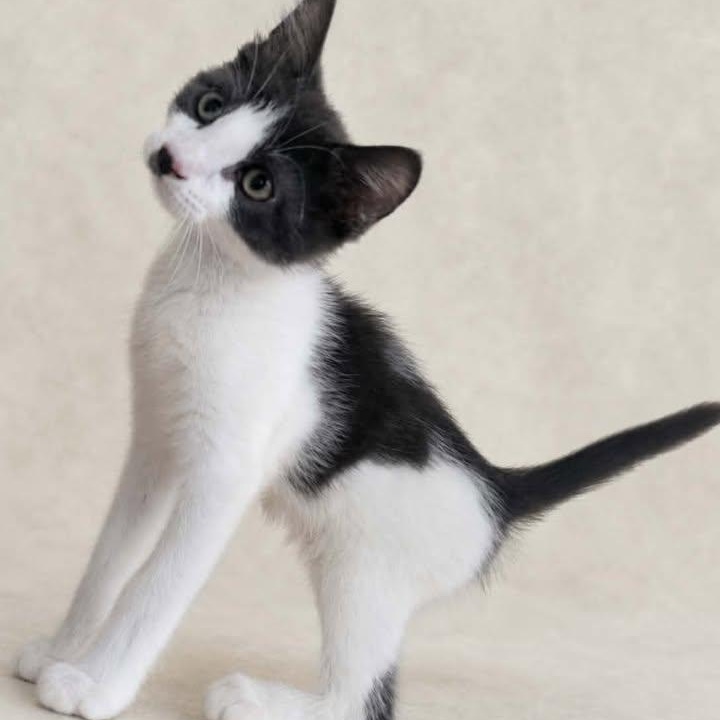 Freddie, Adopted, Kitten Male Domestic Short Hair.