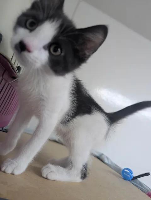 Enlarge Freddie, a Adopted Domestic Short Hair in Brooks, AB image 5/5