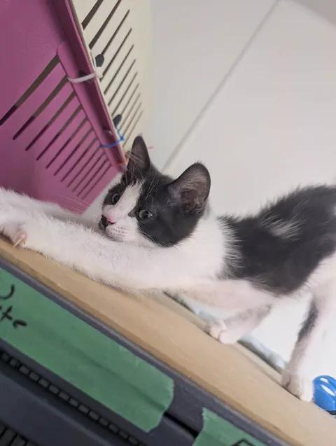 Enlarge Freddie, a Adopted Domestic Short Hair in Brooks, AB image 2/5