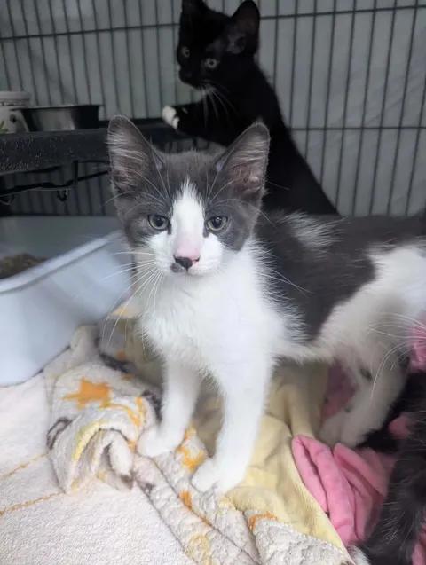 Enlarge Freddie, a Adopted Domestic Short Hair in Brooks, AB image 4/5