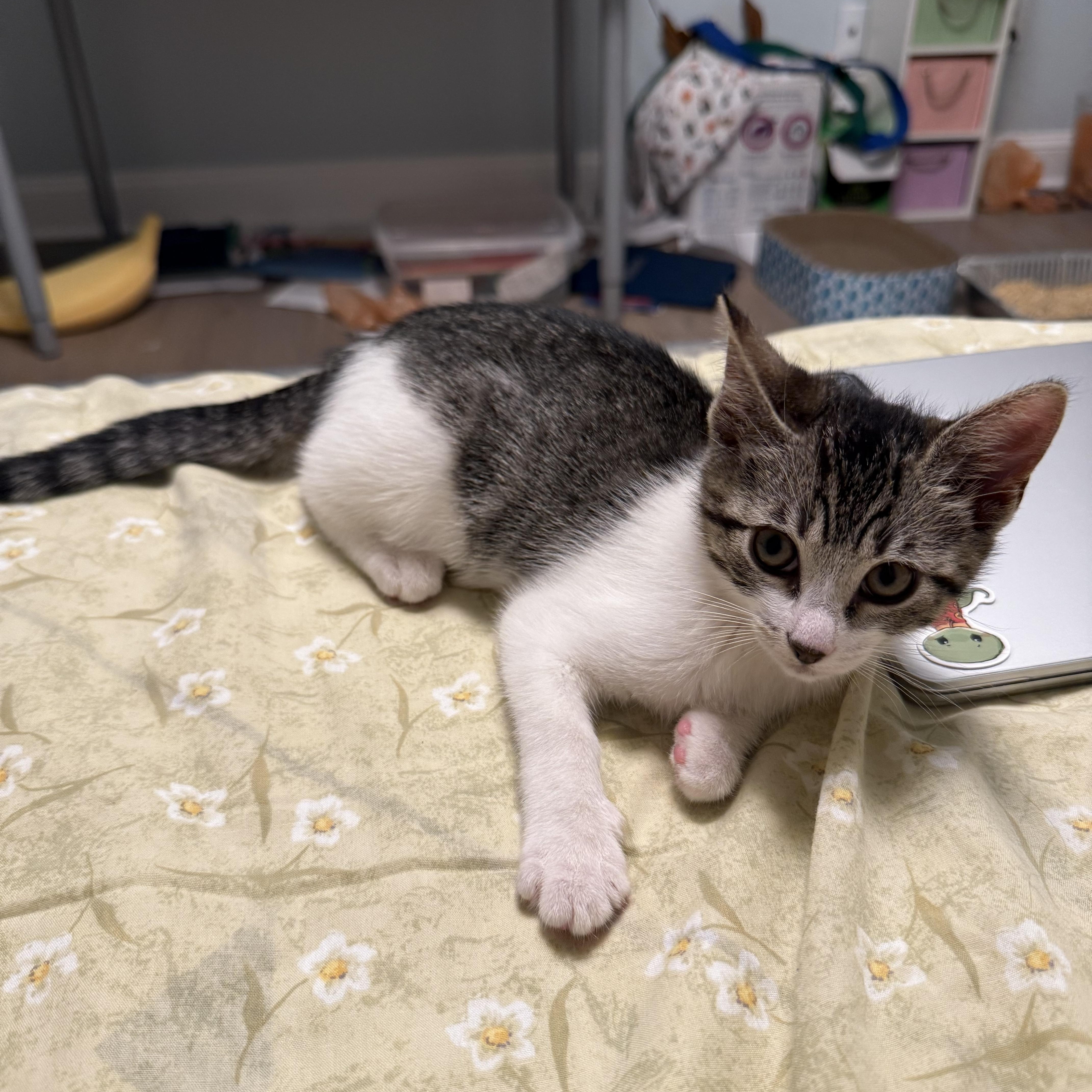 Echo, an adopted American Shorthair in Monmouth Junction, NJ image 2/3