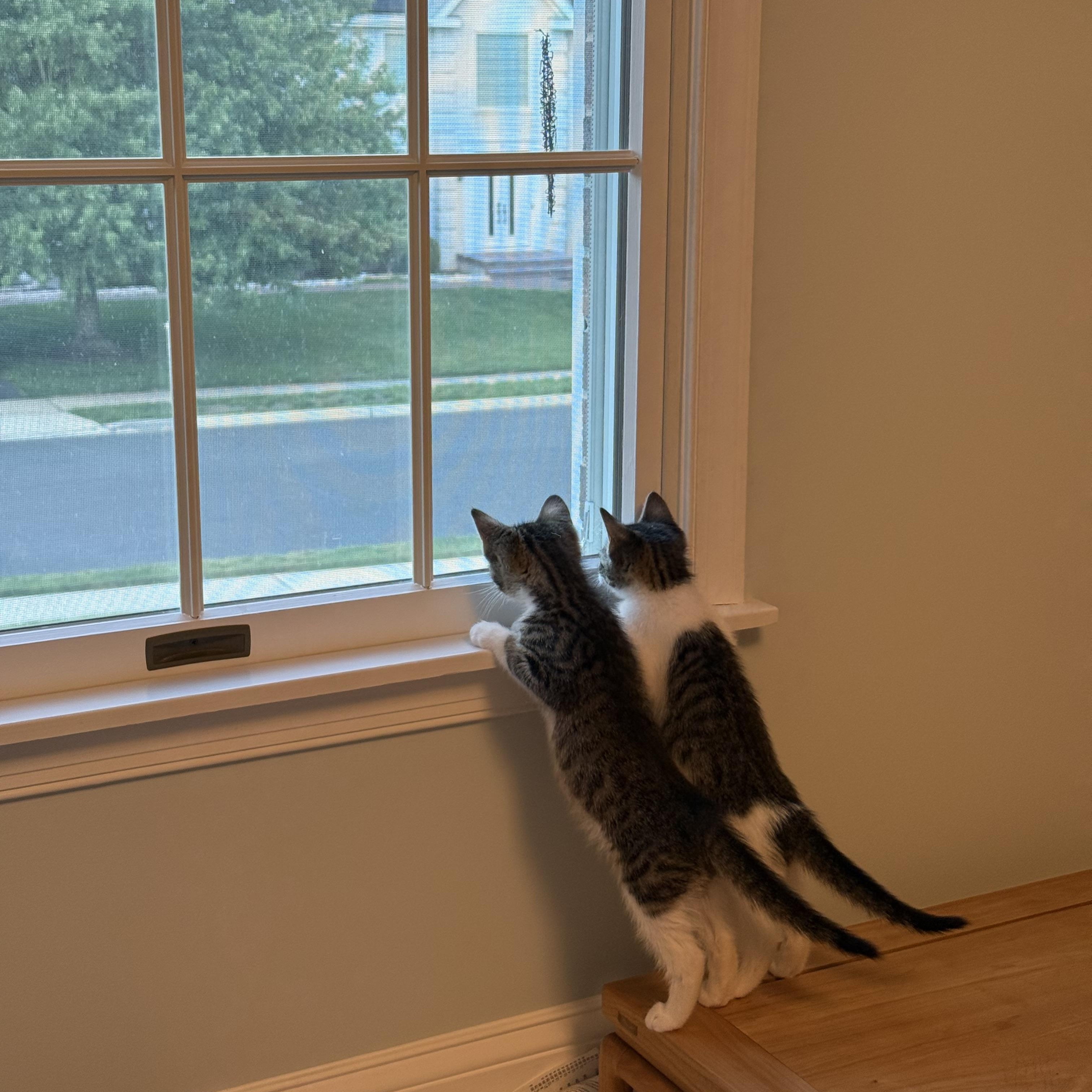 Echo, an adopted American Shorthair in Monmouth Junction, NJ image 3/3
