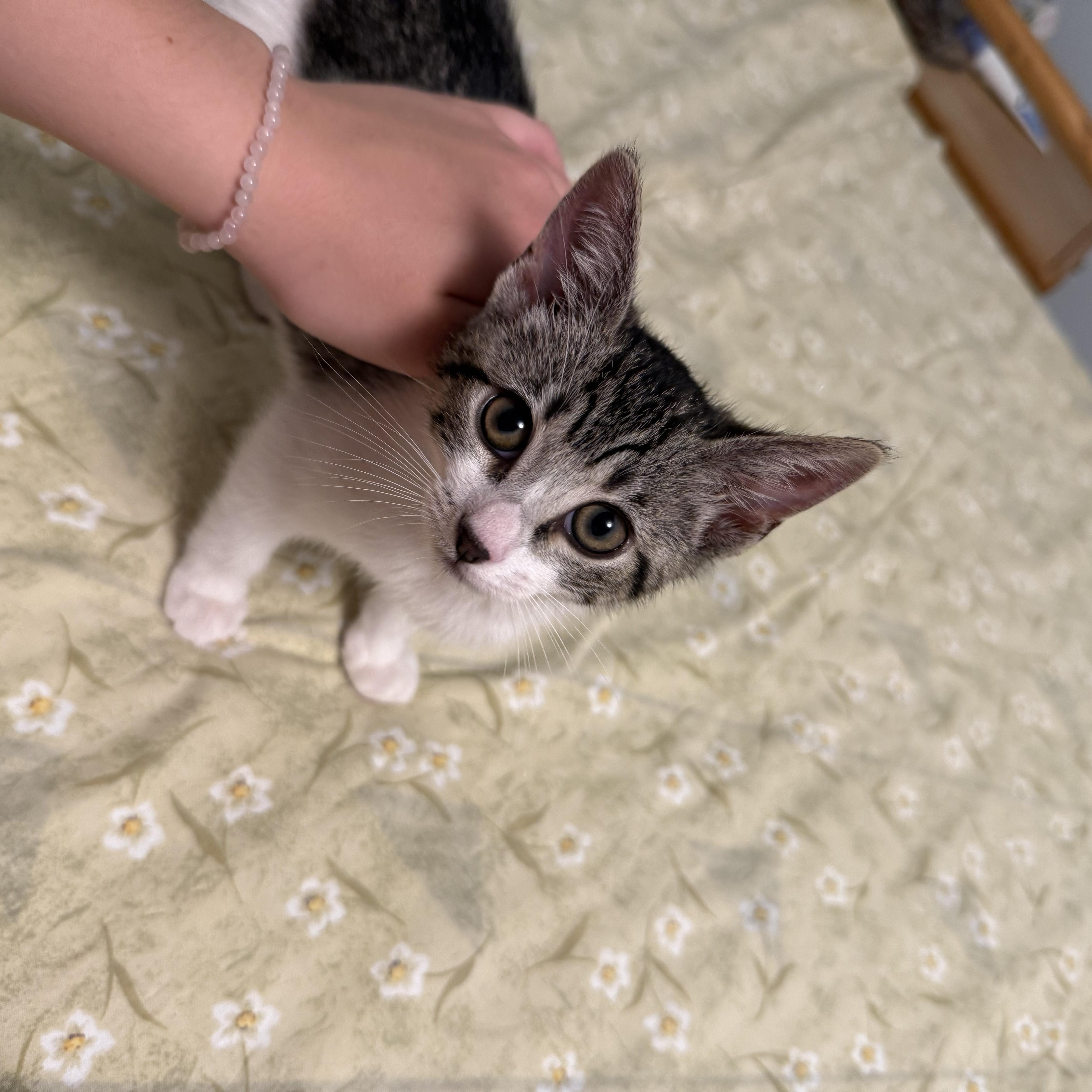 Echo, adopted, Kitten Female American Shorthair.