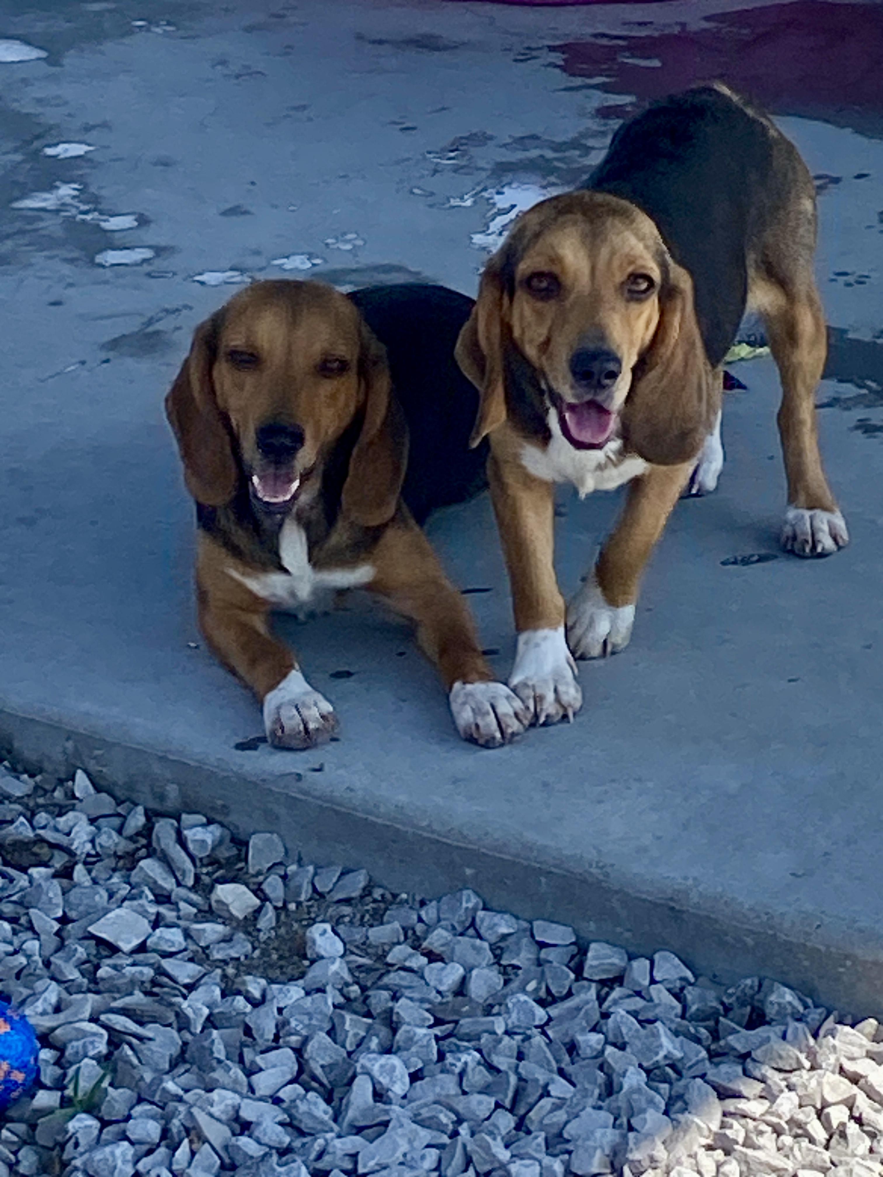 Enlarge Laverne & Shirley, an adopted Beagle in Stormville, NY image 4/4