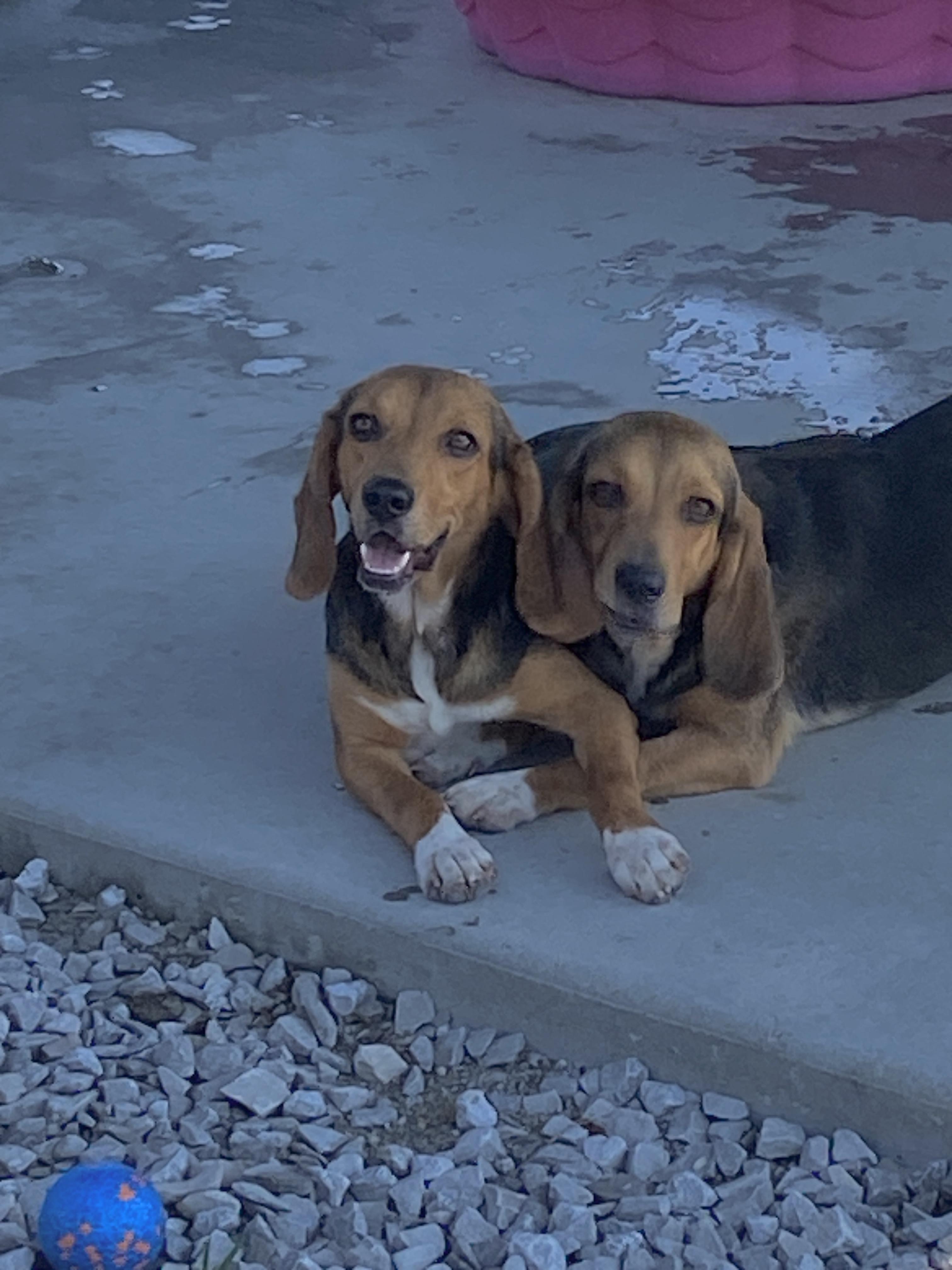 Enlarge Laverne & Shirley, an adopted Beagle in Stormville, NY image 3/4