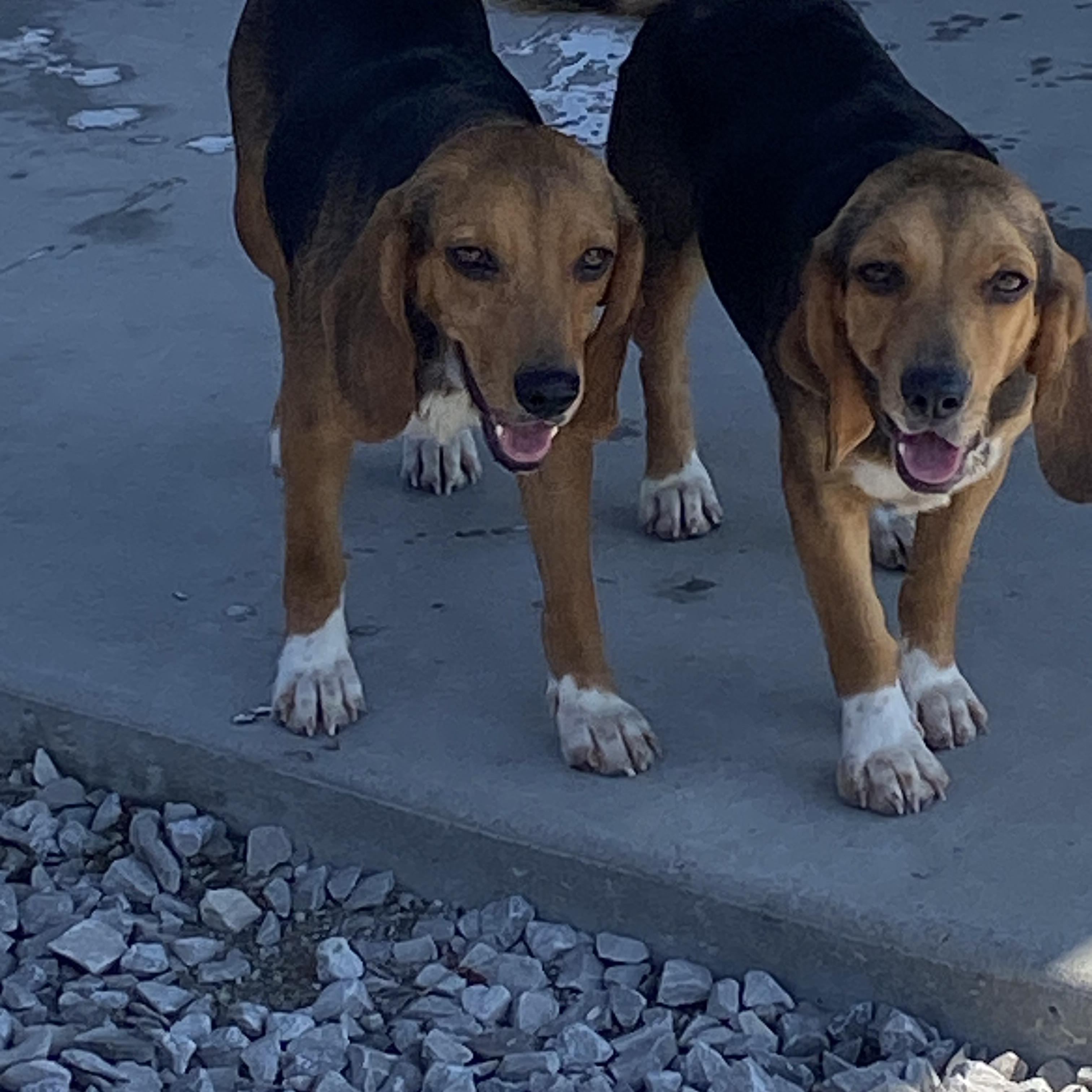 Enlarge Laverne & Shirley, an adopted Beagle in Stormville, NY image 2/4