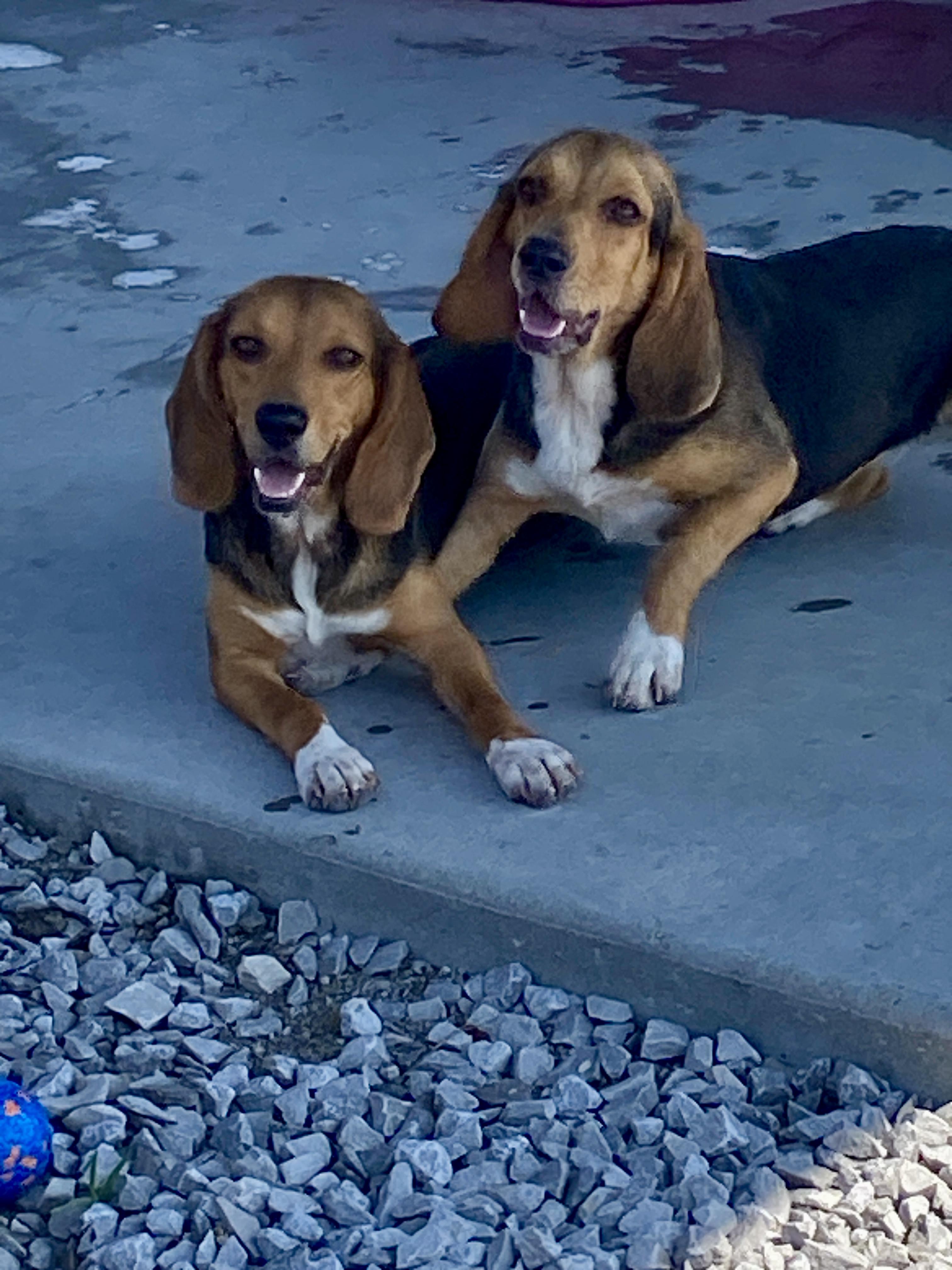 Laverne & Shirley, ADOPTABLE, Young Female Beagle.