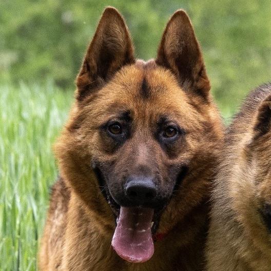 Arnie (26-186), Adoptable, Young Male German Shepherd Dog.