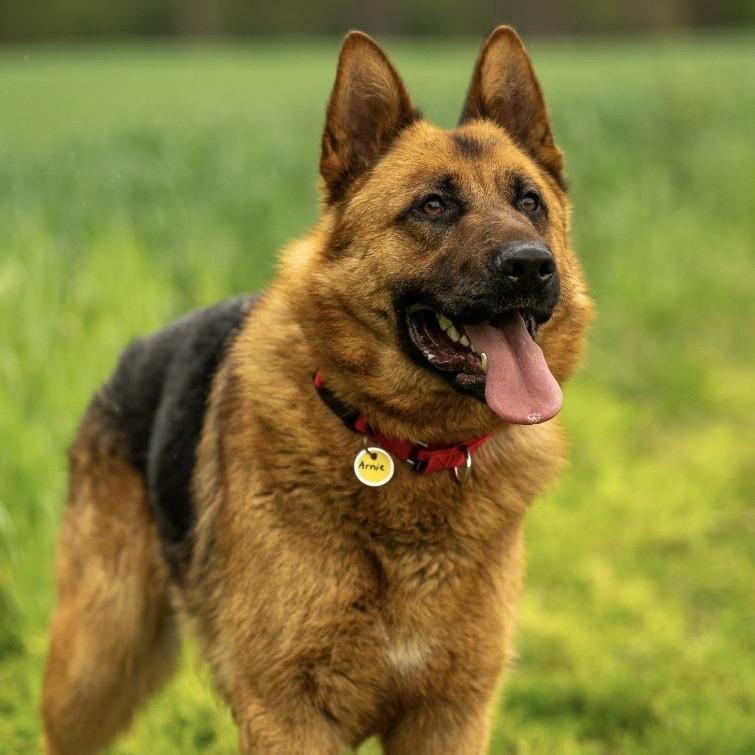 Enlarge Arnie (26-186), a Adoptable German Shepherd Dog in New Ringgold, PA image 2/6