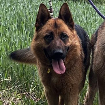 Enlarge Arnie (26-186), a Adoptable German Shepherd Dog in New Ringgold, PA image 3/6
