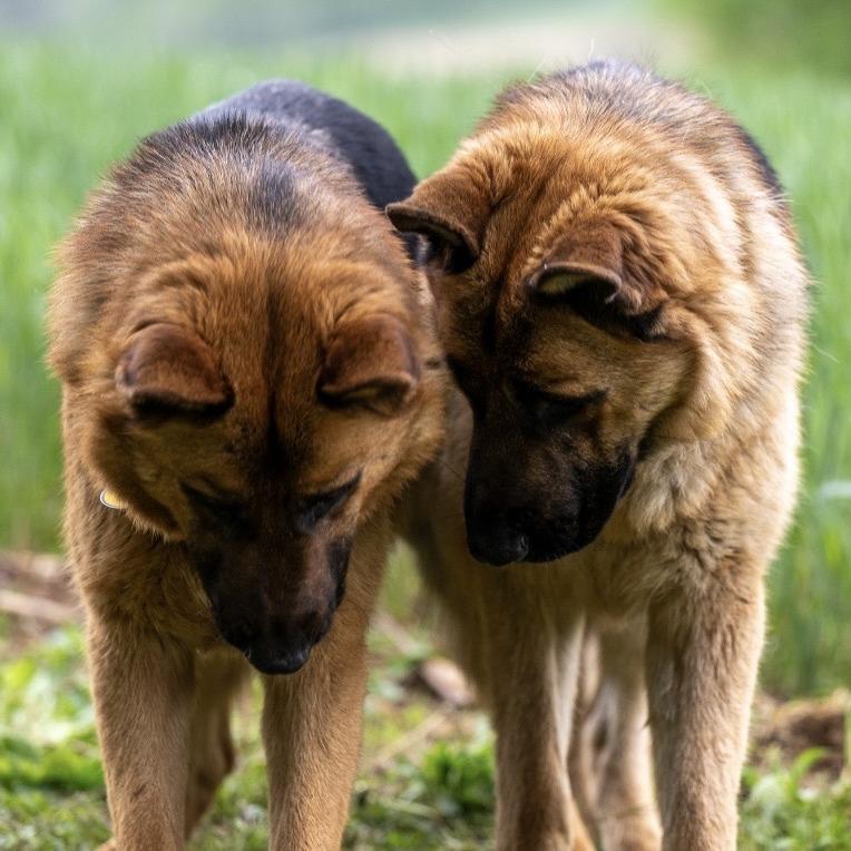 Enlarge Arnie (26-186), a Adoptable German Shepherd Dog in New Ringgold, PA image 4/6