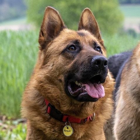 Enlarge Arnie (26-186), a Adoptable German Shepherd Dog in New Ringgold, PA image 5/6