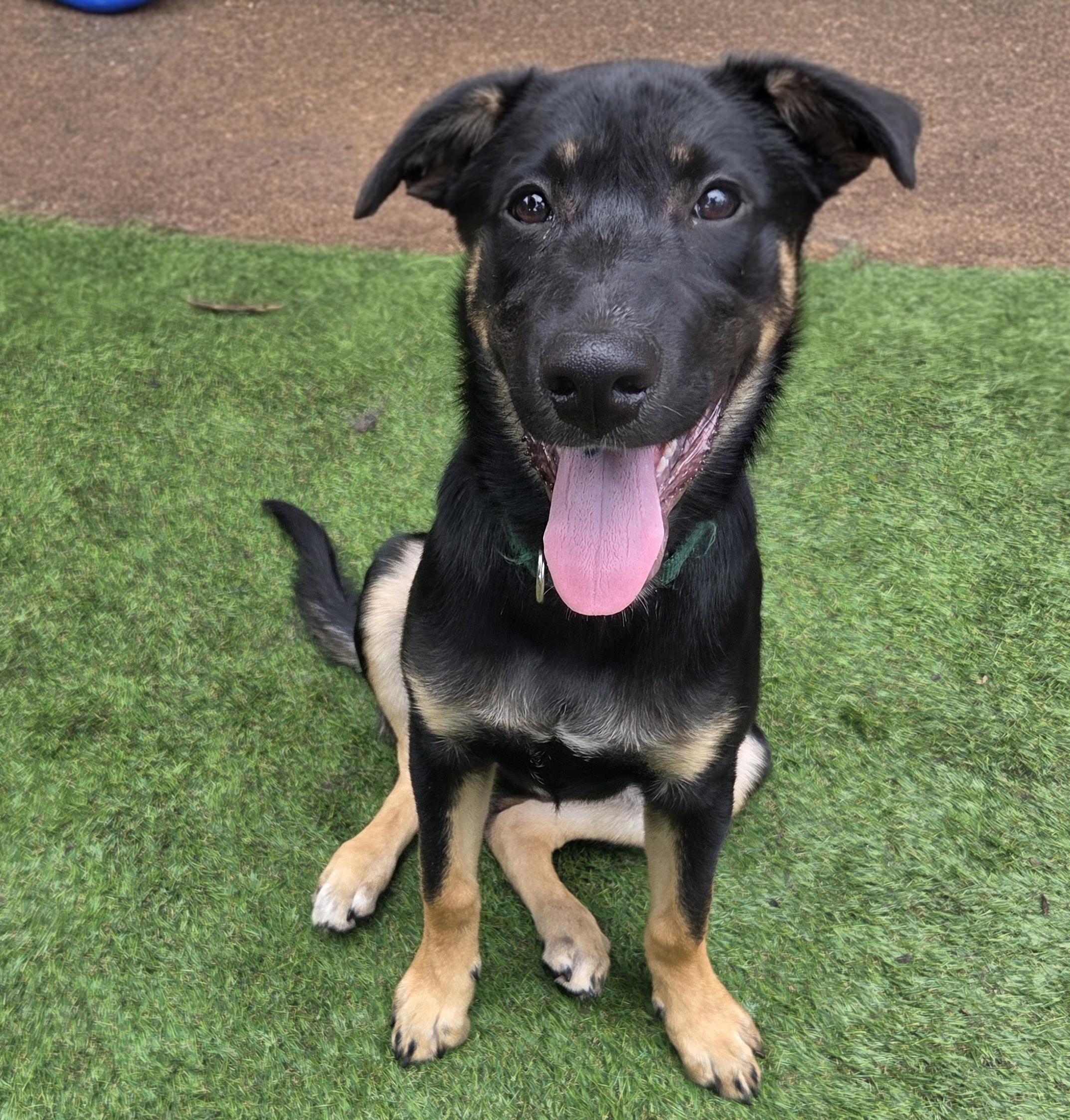 Anne Oakley, Adoptable, Young Female German Shepherd Dog & Australian Cattle Dog / Blue Heeler.