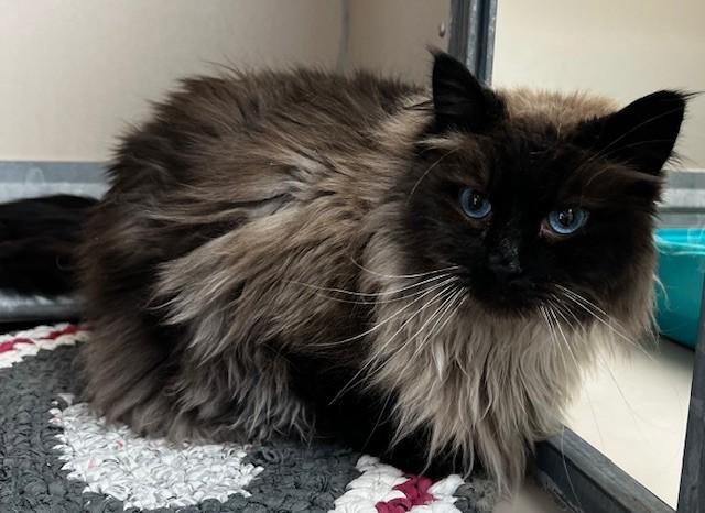 Enlarge 60694630, a other Siamese in Elko, NV image 2/2