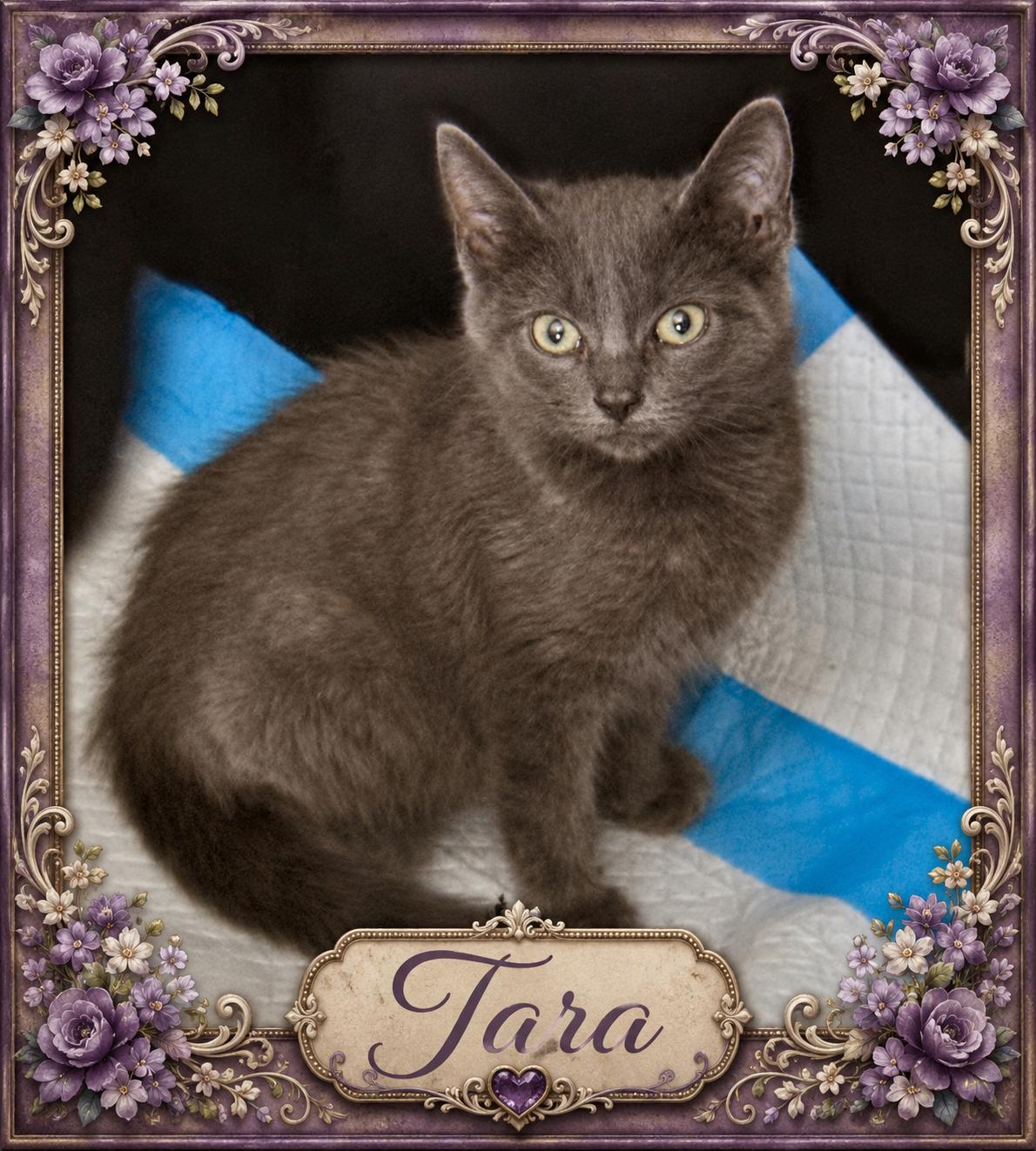 Tara, ADOPTABLE, Kitten Female Domestic Medium Hair.