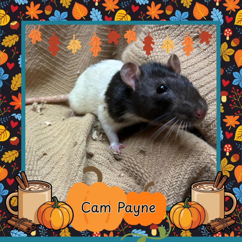 Cam Payne, Adoptable, Young Female Rat.