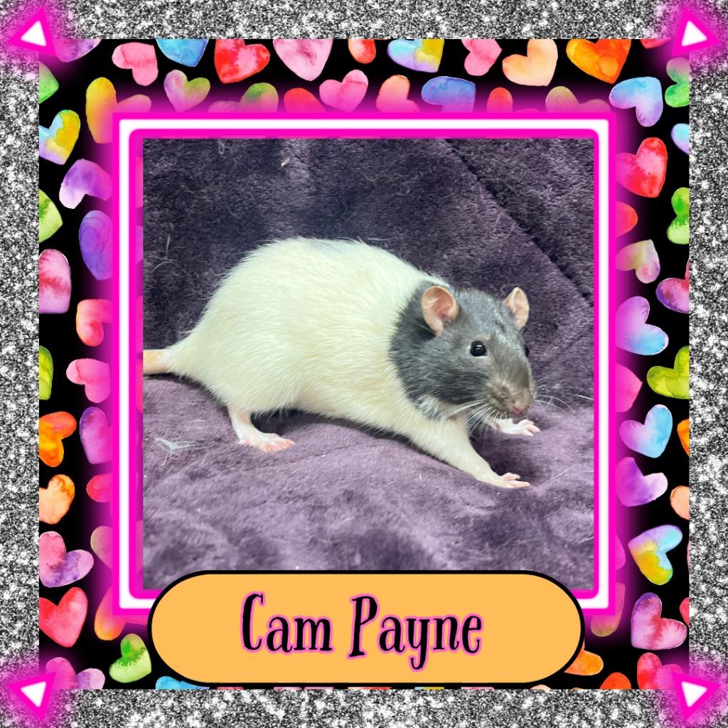 Enlarge Cam Payne, a Adoptable Rat in Elizabethtown, KY image 2/5