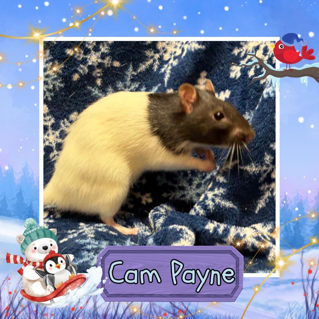 Enlarge Cam Payne, a Adoptable Rat in Elizabethtown, KY image 3/5