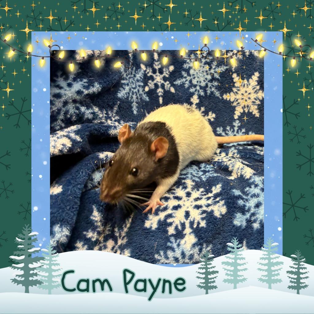 Enlarge Cam Payne, a Adoptable Rat in Elizabethtown, KY image 4/5