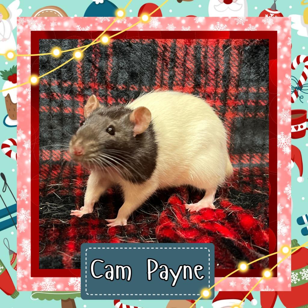 Enlarge Cam Payne, a Adoptable Rat in Elizabethtown, KY image 5/5