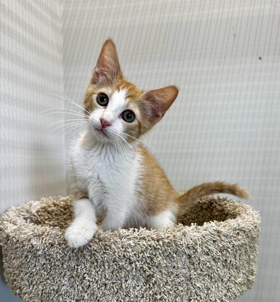 Ben, Adoptable, Kitten Male Domestic Short Hair.
