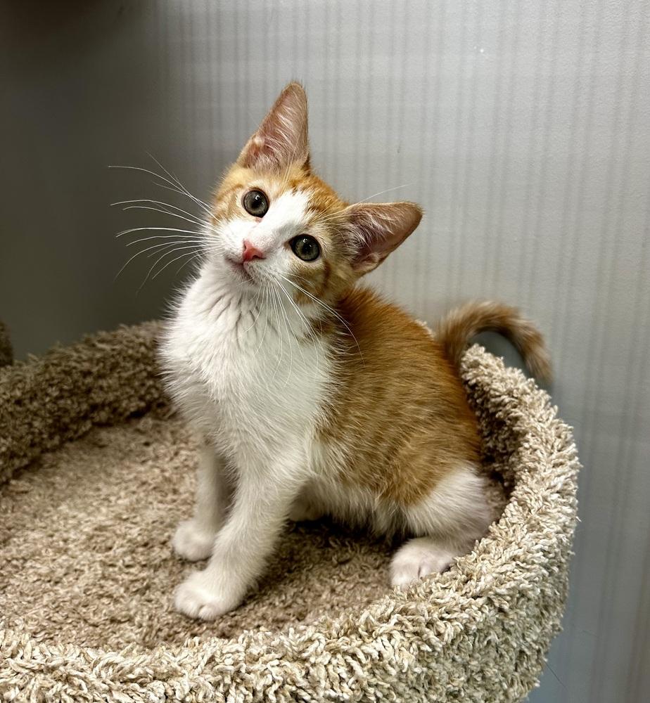 Enlarge Ben, a Adoptable Domestic Short Hair in Wellington, FL image 2/2