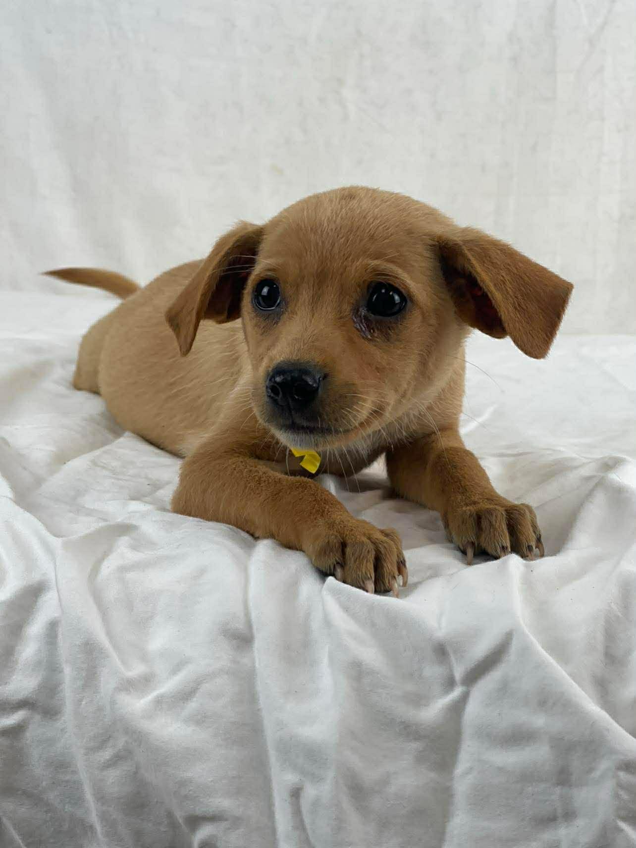 Barb the tiny mixed breed puppy, a Adoptable mixed breed in Muskego, WI image 1/3