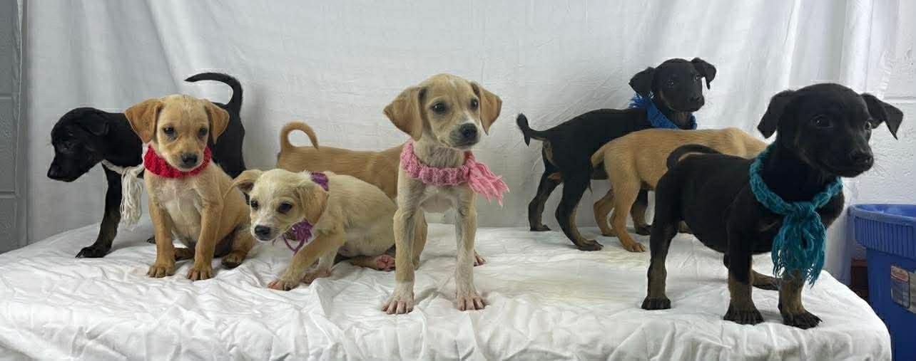 Barb the tiny mixed breed puppy, a Adoptable mixed breed in Muskego, WI image 2/3