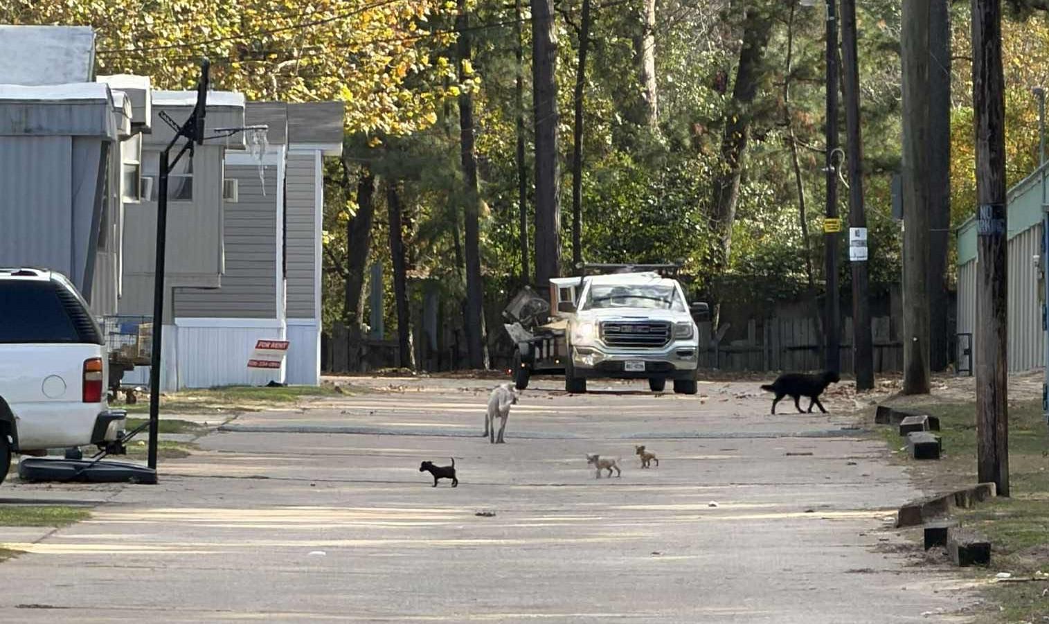 Barb the tiny mixed breed puppy, a Adoptable mixed breed in Muskego, WI image 3/3