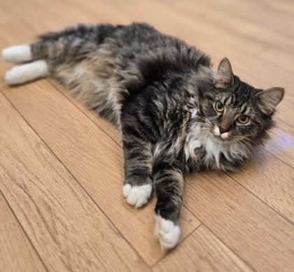 Floyd, ADOPTABLE, Kitten Male Domestic Long Hair.