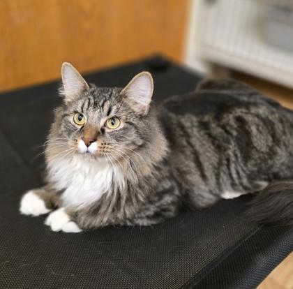 Enlarge Floyd, a ADOPTABLE mixed breed in Woodstock, IL image 2/3