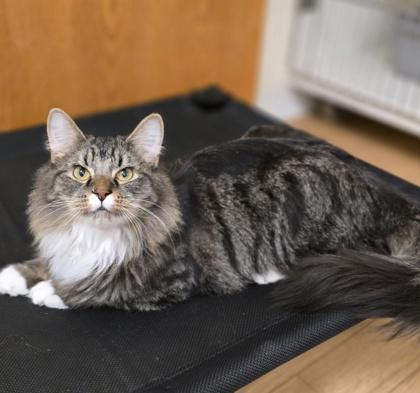 Enlarge Floyd, a ADOPTABLE mixed breed in Woodstock, IL image 3/3