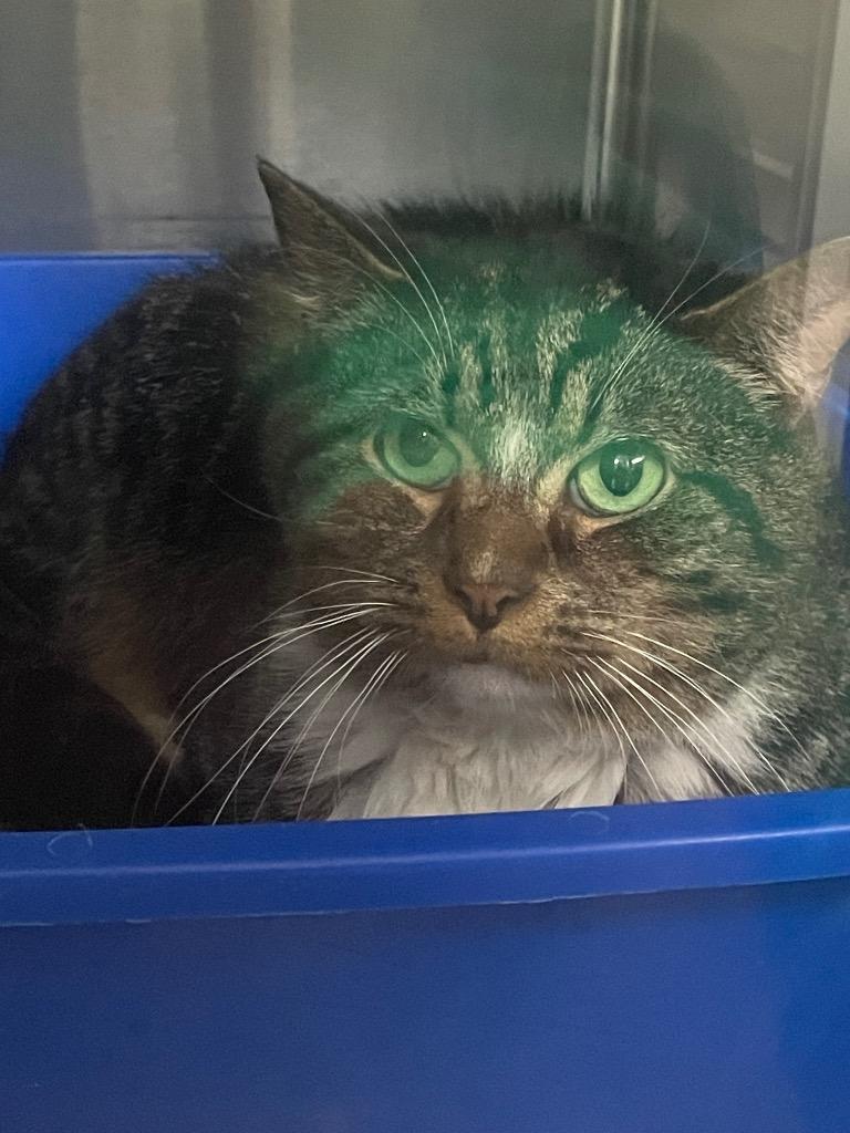 Tiger Boy, Adoptable, Young Male Domestic Short Hair.