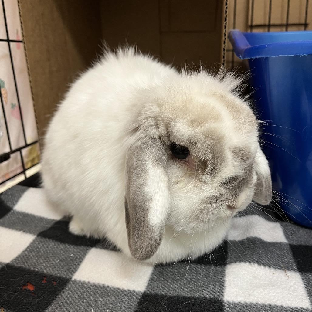 Enlarge Thelma, a Adopted Holland Lop in Oshkosh, WI image 2/3