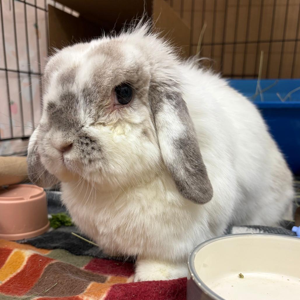 Enlarge Thelma, a Adopted Holland Lop in Oshkosh, WI image 1/3