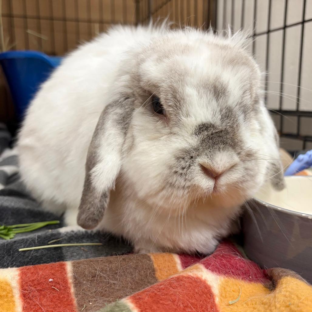 Enlarge Thelma, a Adopted Holland Lop in Oshkosh, WI image 3/3