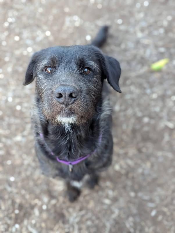 Chevy, a ADOPTABLE mixed breed in Columbia, MO image 5/6