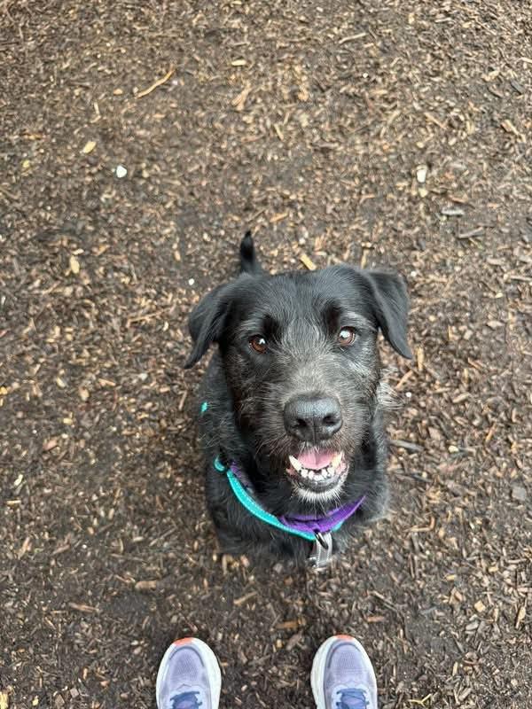 Chevy, a ADOPTABLE mixed breed in Columbia, MO image 6/6