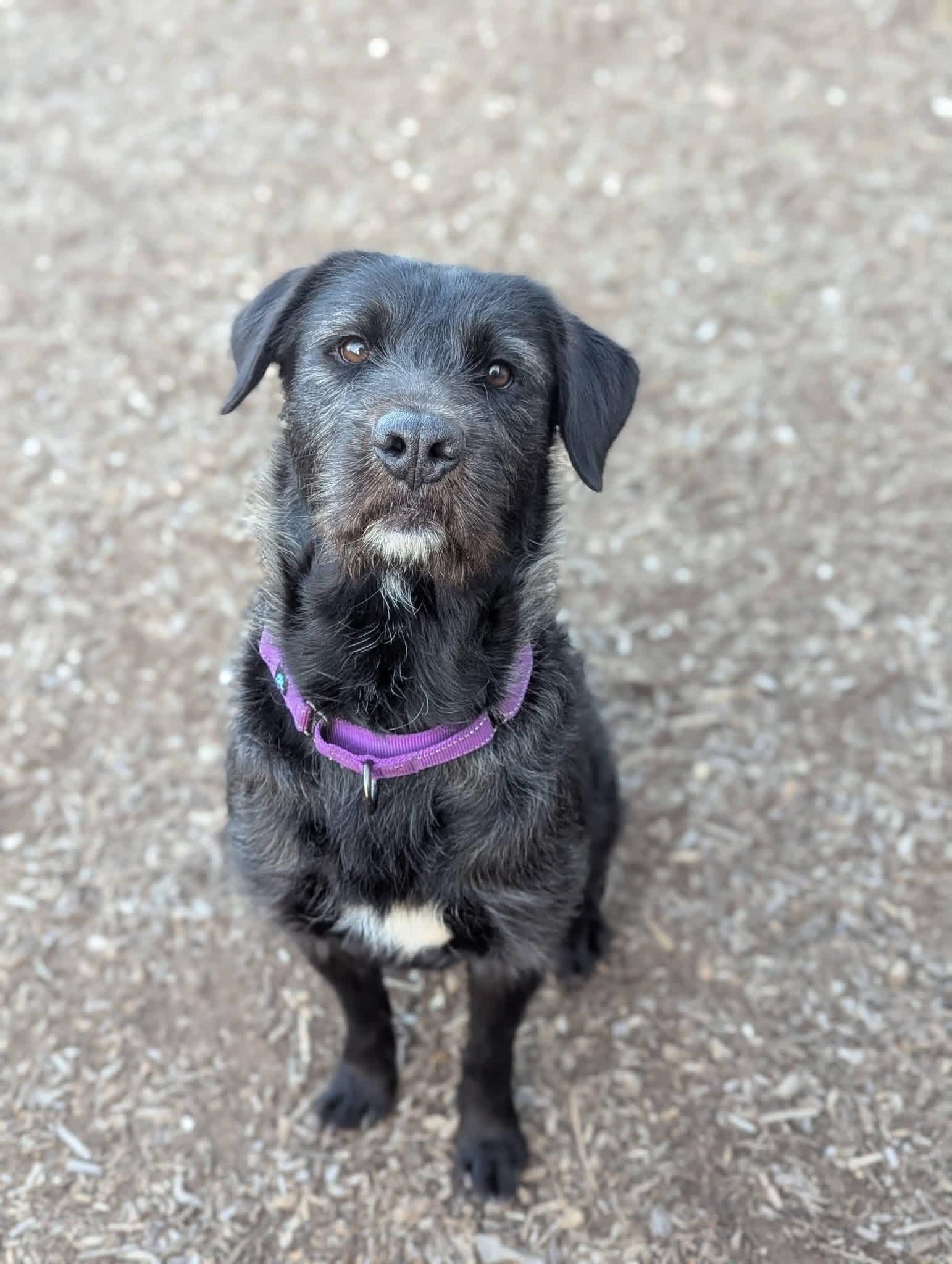 Chevy, a ADOPTABLE mixed breed in Columbia, MO image 3/6