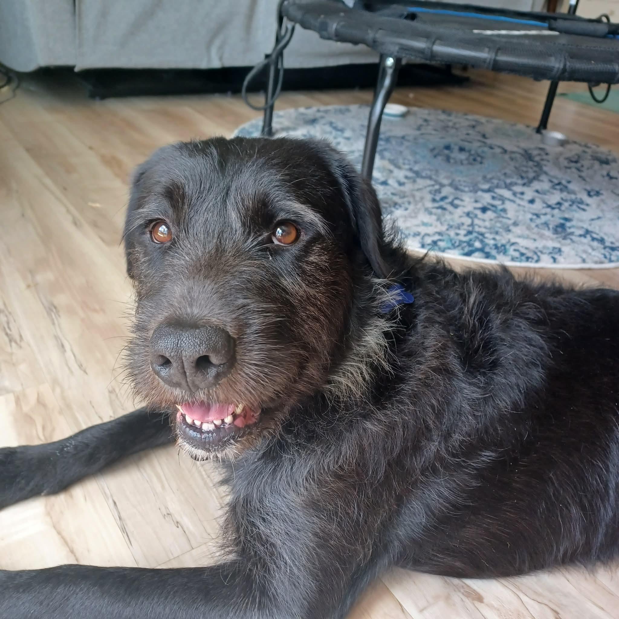 Chevy, ADOPTABLE, Adult Male Labrador Retriever & Wirehaired Terrier.