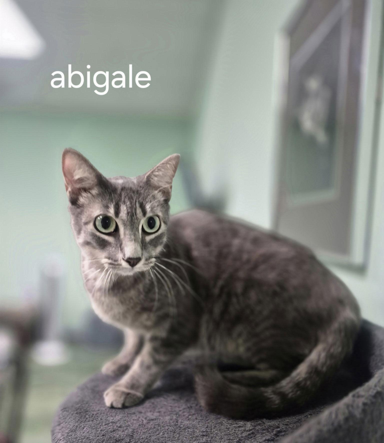 Abigail, Adoptable, Adult Female Domestic Short Hair.