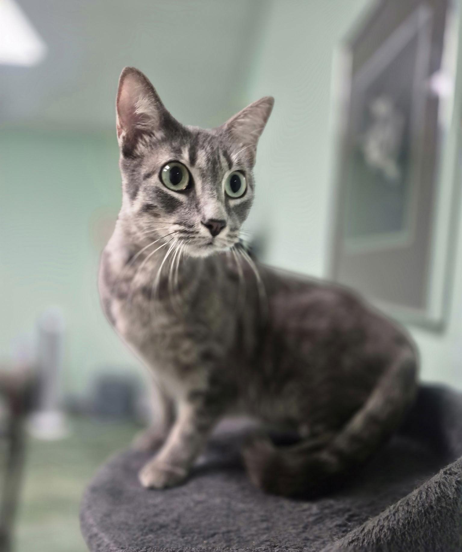 Enlarge Abigail, a Adoptable Domestic Short Hair in Oviedo, FL image 2/3