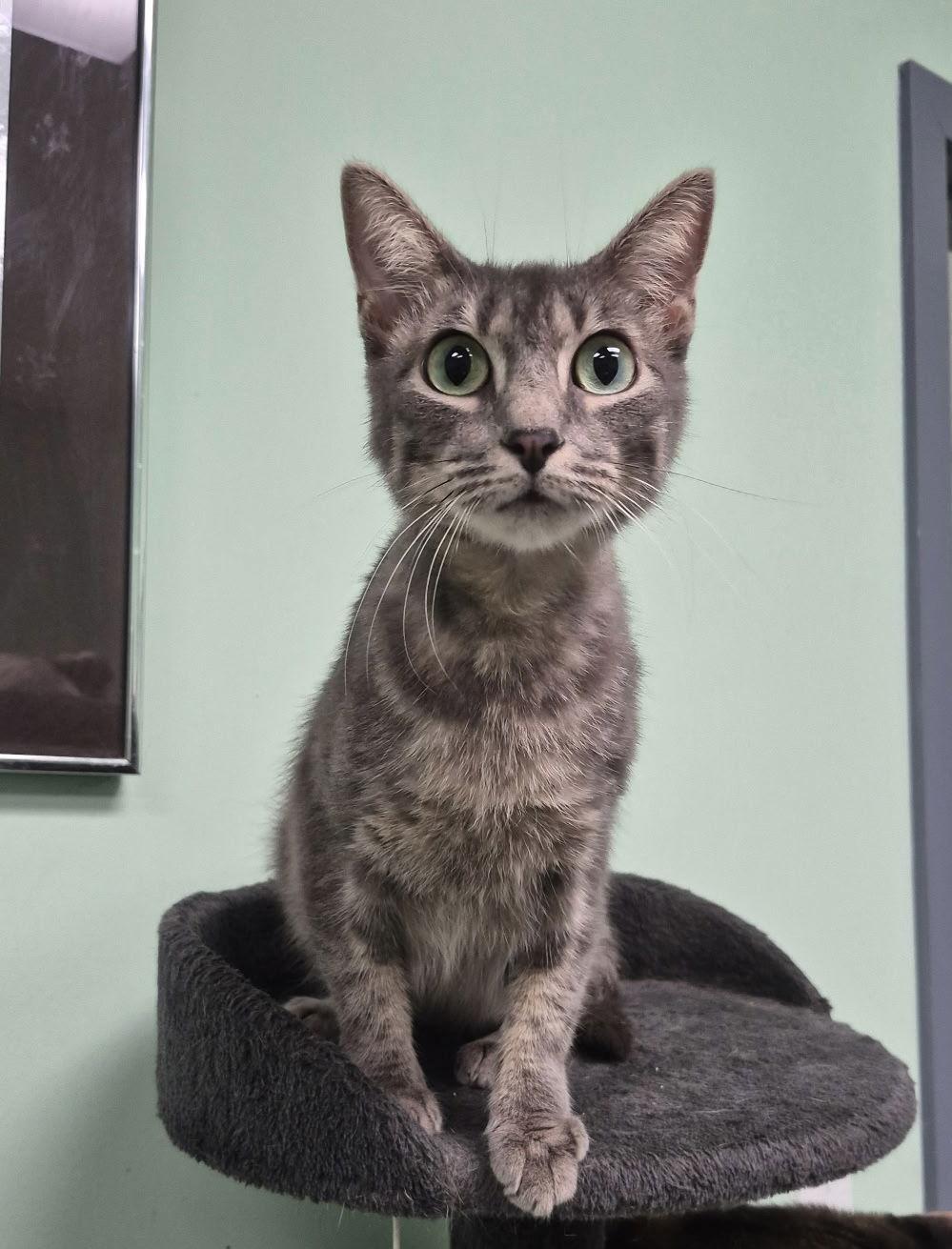 Enlarge Abigail, a Adoptable Domestic Short Hair in Oviedo, FL image 3/3