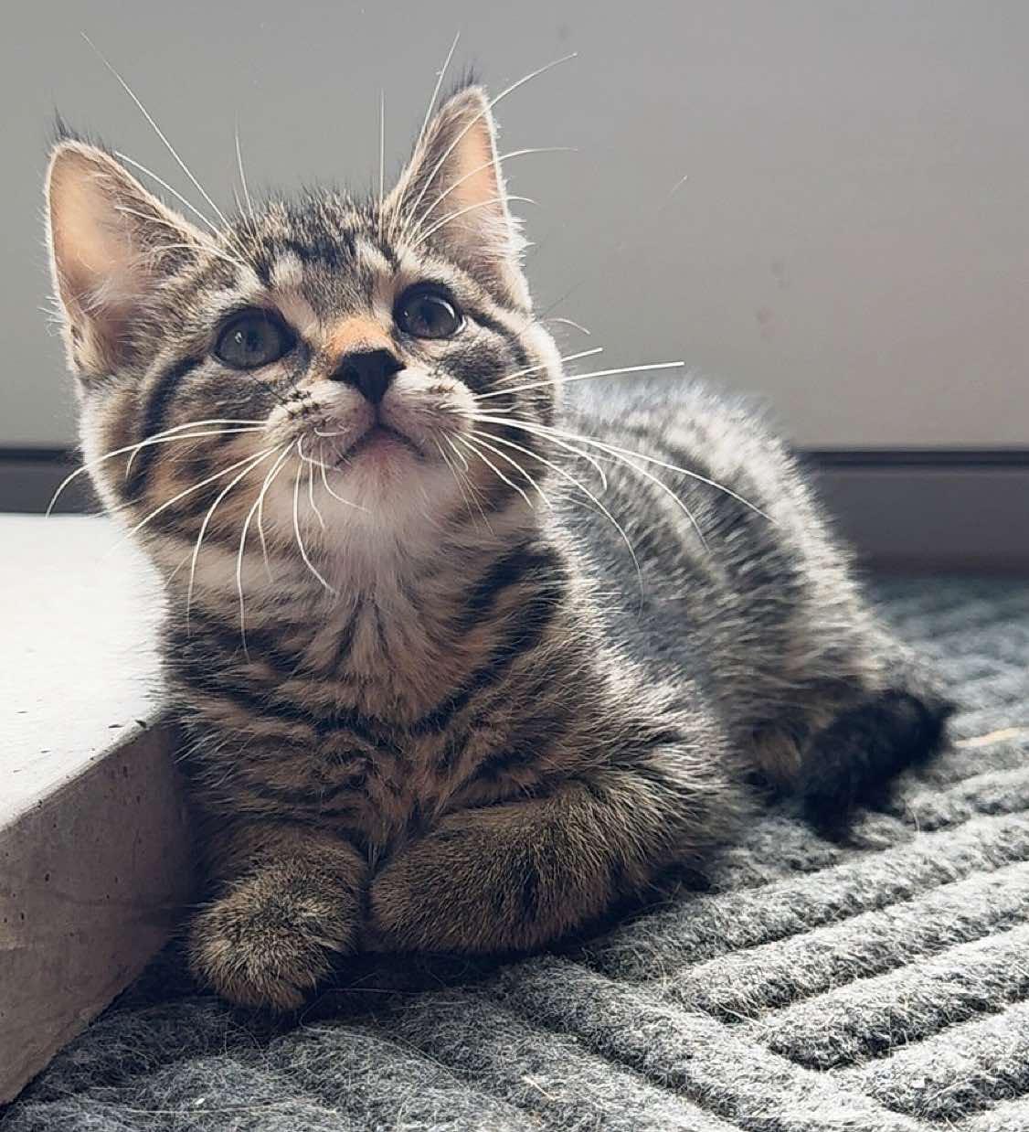 Jax