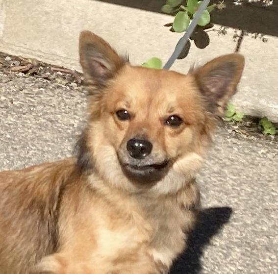 Bean, adopted, Young Male Dachshund (Long Haired) & Terrier.