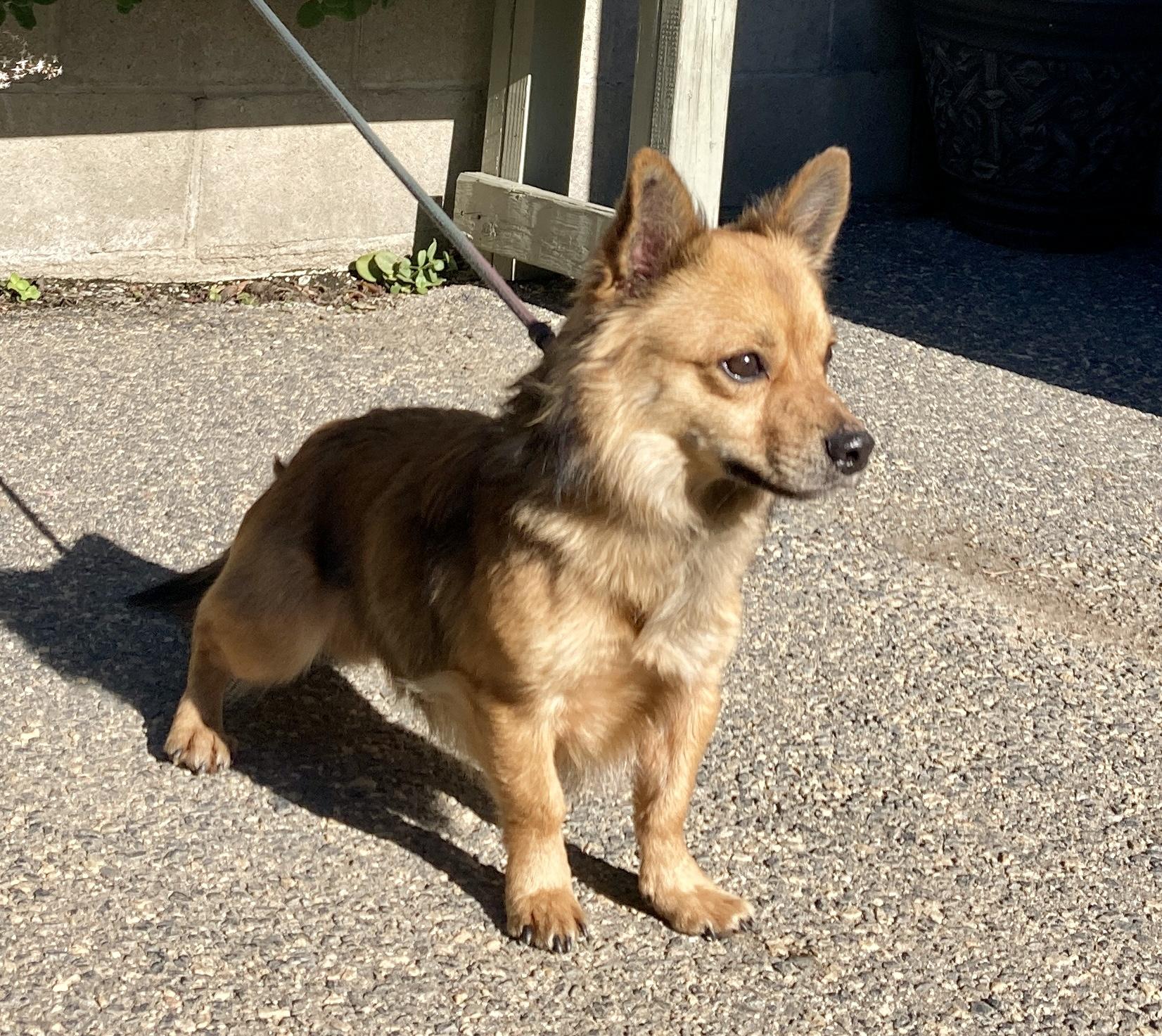 Bean, an adopted mixed breed in Camp Pendleton, CA image 4/6
