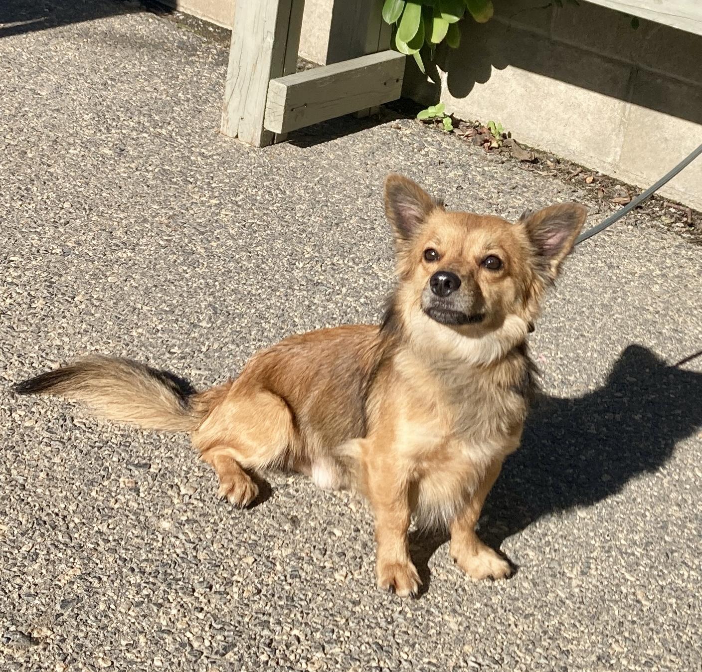 Bean, an adopted mixed breed in Camp Pendleton, CA image 5/6