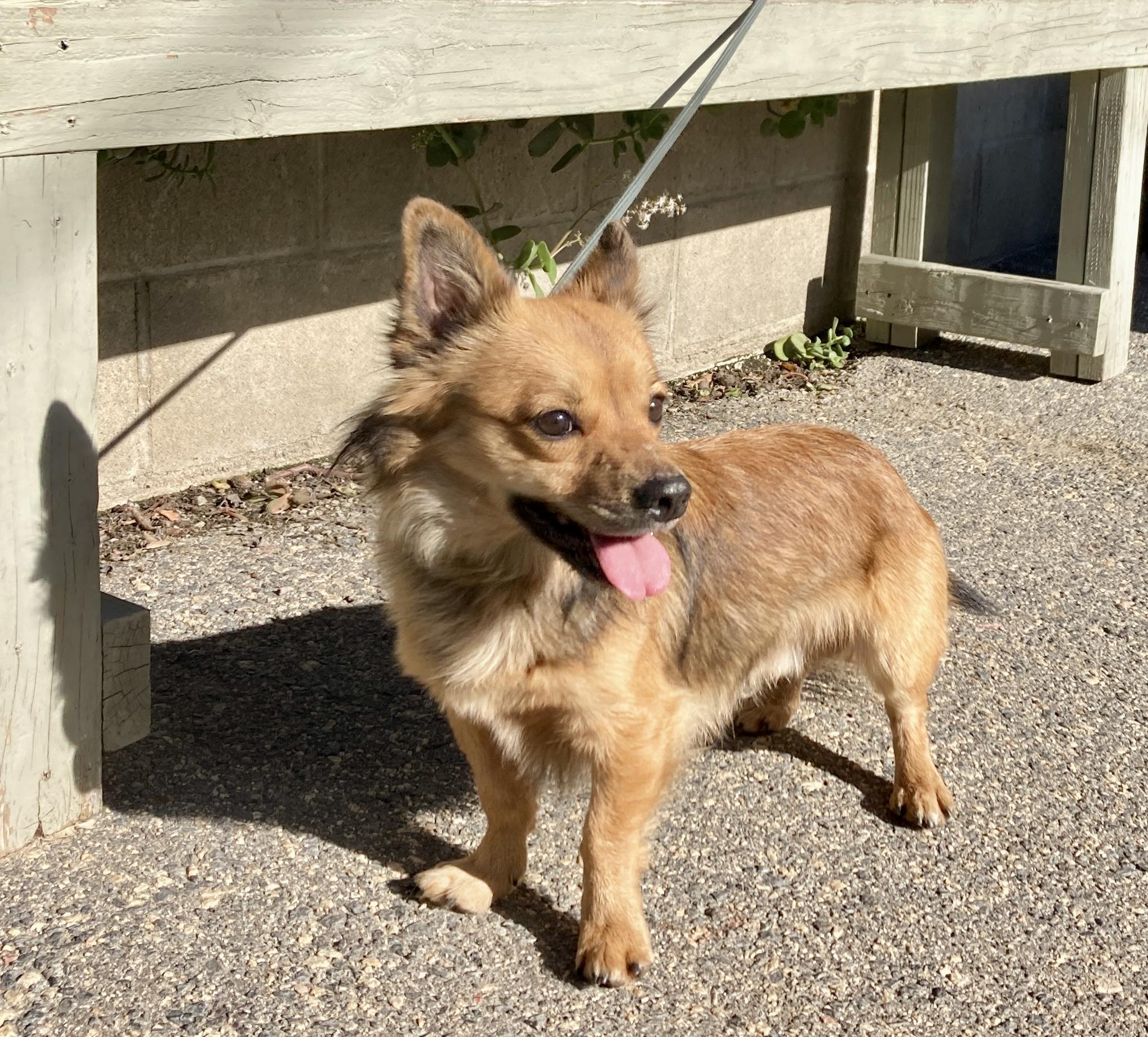 Bean, an adopted mixed breed in Camp Pendleton, CA image 6/6