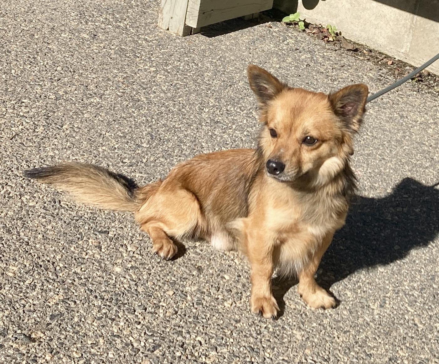 Bean, an adopted mixed breed in Camp Pendleton, CA image 2/6